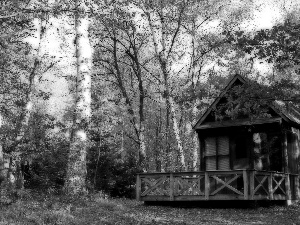 birch, Home, forest