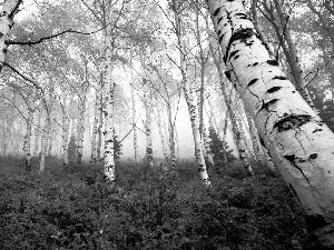 forest, viewes, birch, trees