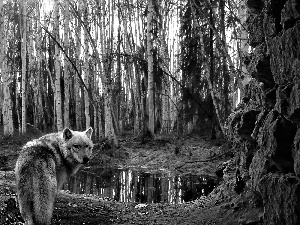 birch, Wolf, forest