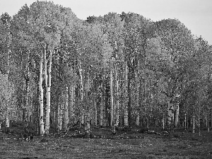 forest, birch