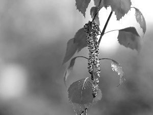 leaves, young, birch-tree