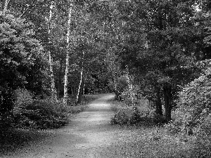 Park, Rhododendrons, birch, alley