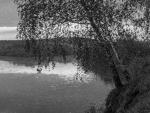 viewes, birch, River, trees, Spring