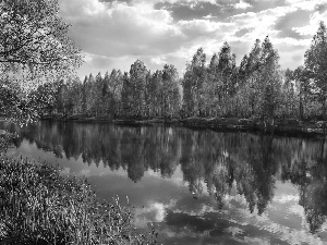 River, viewes, birch, trees