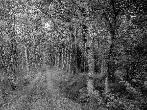 Path, birch, trees, viewes, forest