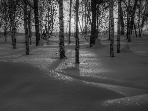 viewes, birch, winter, drifts, sun, trees, forest, east