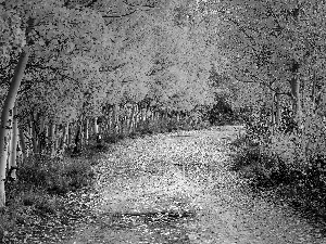 birch, autumn, Way