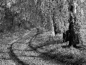 birch, autumn, Way