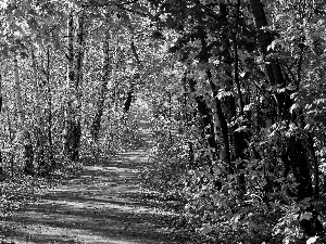 birch, forest, Way