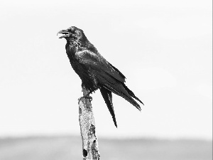 Bird, Crow, Black