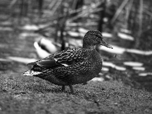 Bird, duck, crossing