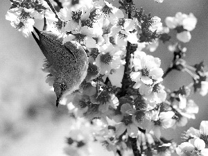 flower, Yellow, Bird, Bush