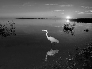 lake, Bird, heron, Great Sunsets