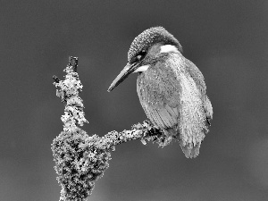 kingfisher, Bird