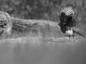 hunting, Jackal, grass, Lod on the beach, Meadow, Bird