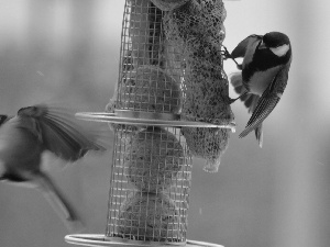 motion, Chickadees, Bird feeder