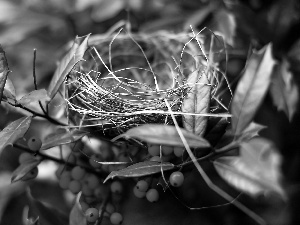 Bird, Plant, nest