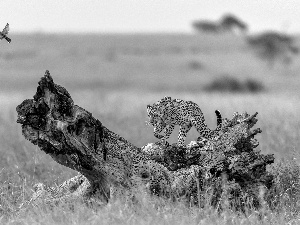 savanna, trees, Bird, Leopards