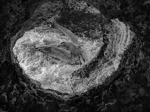 seagull, Rocks, sea, Bird, cave, Waves, photomontage