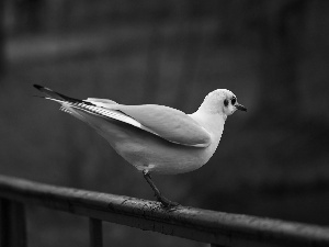 seagull, White, Bird, Gull