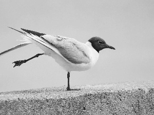 seagull, Bird