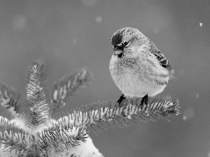 Bird, conifer, snow
