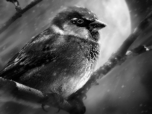 sparrow, Bird