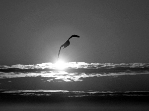 west, Sky, Bird, sun