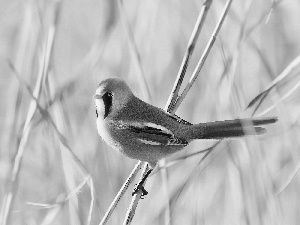 Bearded Tit, color, birdies