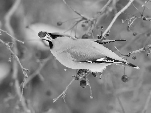 Waxwing, eating, birdies