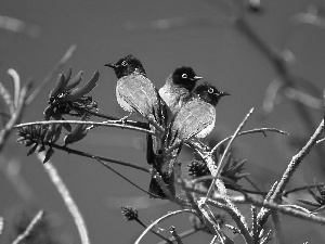 Three, Birds on the log