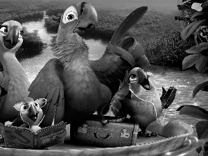 Rio 2, birds