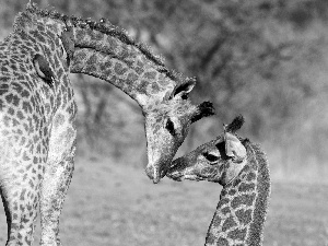 Two, company, birds, giraffe