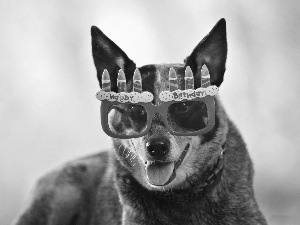 dog, Glasses, birthday, Red