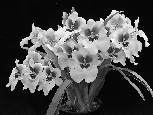 Black, background, Pink, orchids, white