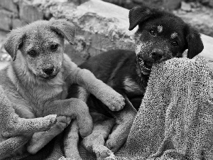 Two cars, ginger, Black, puppies