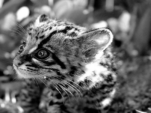 Black, Eyes, small, green, Margay