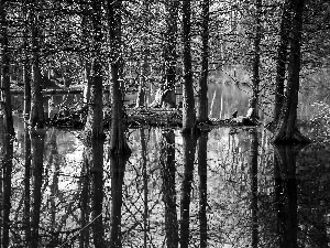 forest, reflection, Black and white, water