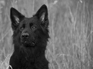 dog, muzzle, grass, Black German Shepherd Dog
