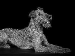 Irish Terrier, black background