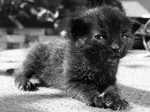 Panther, Little one, black