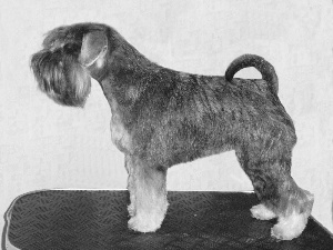 coat, miniature Schnauzer, black and silver