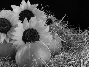 Nice sunflowers, pumpkin, Black, background, Hay, Flowers