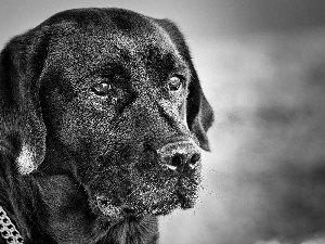 Black, Labrador, retriever