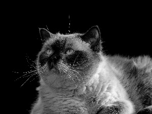 background, British Shorthair Cat, Black