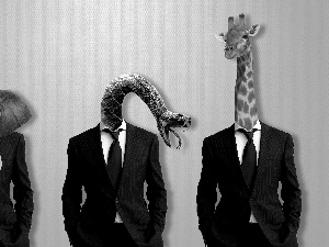 giraffe, Funny, Black, suits, Snake, Elephant