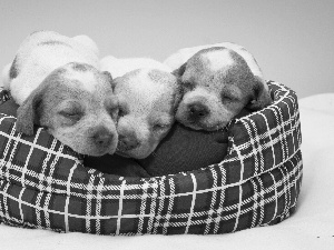 Three, haunt, Black and white, puppies