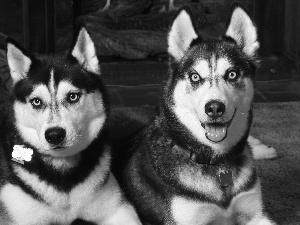 Siberian Husky, Two cars, Black