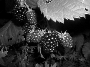 blackberries, appetizing, Black