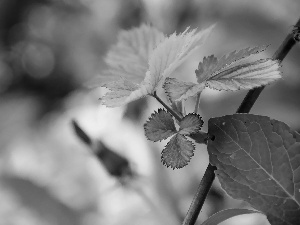 Leaf, blackberries